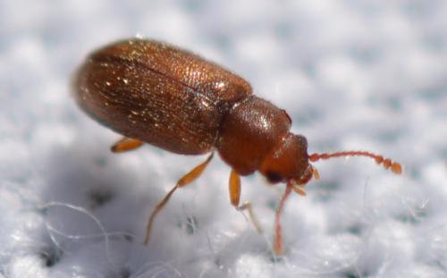 Cryptophagus sp.